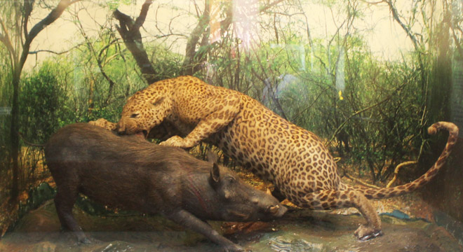 Zoology