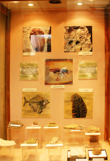 Design & Display