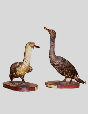 INDIAN SHAG & LITTLE CORMORANT