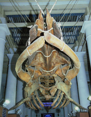 BALEEN WHALE