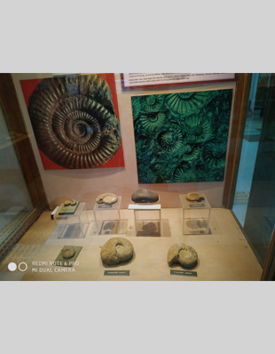 Paleontology | Department of Museums