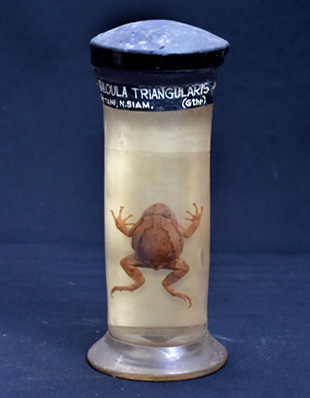CALLULA TRIANGULARIS