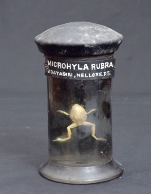 MICROHYLA RUBRA