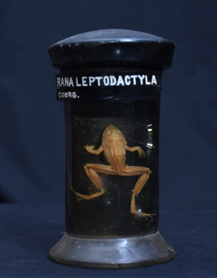RANA LEPTODACTYLA