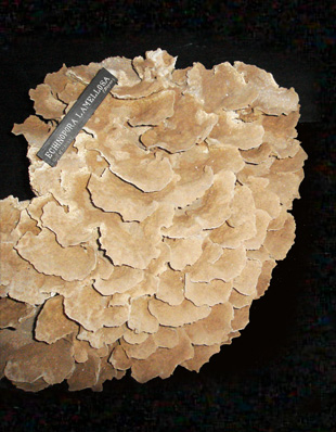 ECHINOPHORA