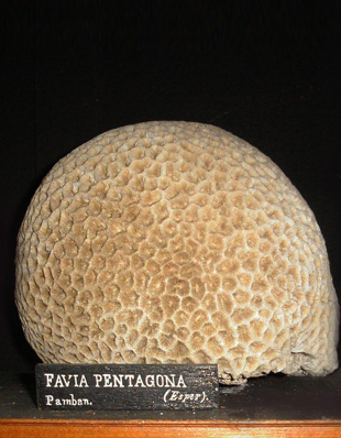 FAVIA