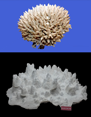 MADREPORA & MONTIPORA