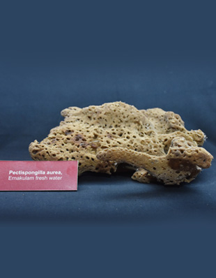 PECTISPONGILLA
