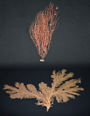 RED CORKY SEA FAN AND YELLOW CORKY SEA FAN