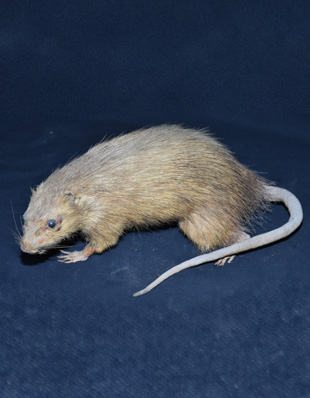 BANDICOOT RAT