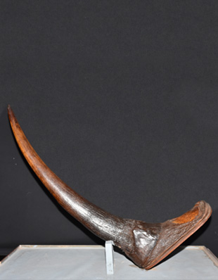 HORN OF RHINOCEROS