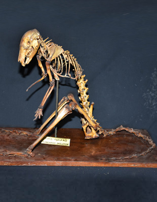 SKELETON OF KANGAROO