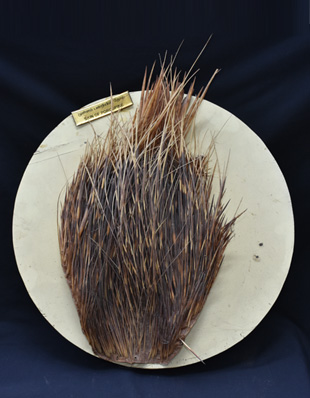 THE SKIN OF PORCUPINE