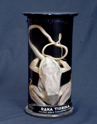 RANA TIGRINA SWALLOWING A SNAKE