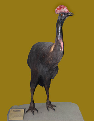 CASSOWARY