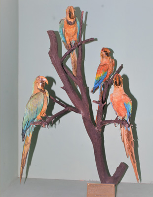 MACAW PARROT