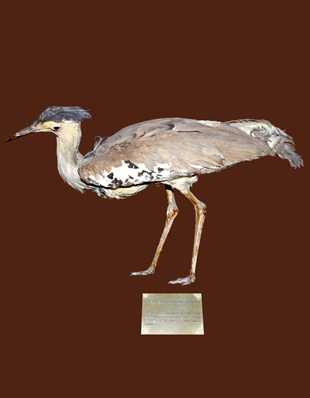 THE GREAT BUSTARD (OTIS TARDA)