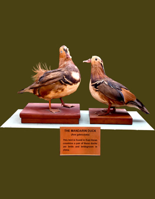 THE MANDARIN DUCK