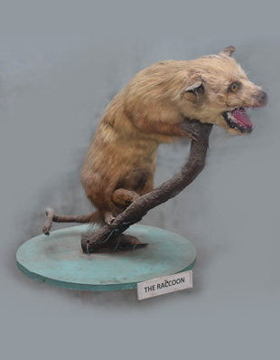 THE RACCOON