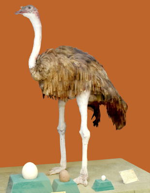 OSTRICH