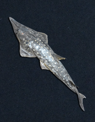 THE PLOUGH OR GUITAR FISH (RHYNCHOBATUS DJEDDENSIS)