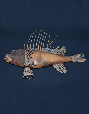 LION OR SCORPION FISH