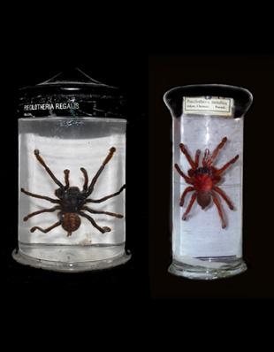 SPIDERS (POECILOTHERIA REGALIS AND P. METALLICA) | Department of Museums