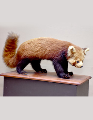 THE CAT BEAR OR PANDA