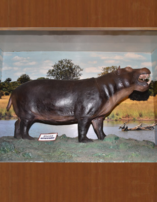 THE HIPPOPOTAMUS