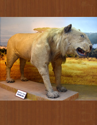 THE LION
