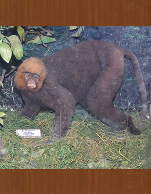 THE NILGIRI LANGUR