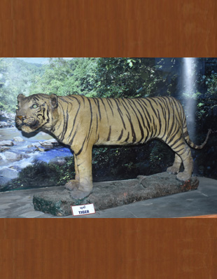 THE TIGER