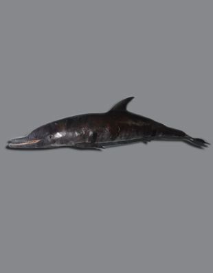 THE DOLPHIN