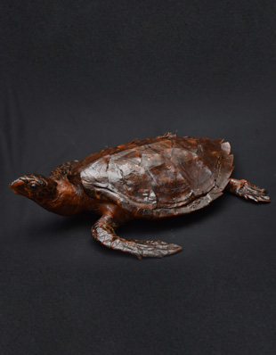 HAWK’S BILL TURTLE