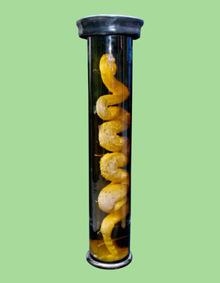 RATTLE SNAKE
