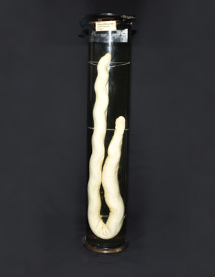 THE SAND BOA