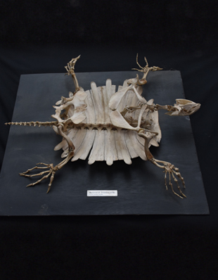 SKELETON OF TRIONIX LEITHI