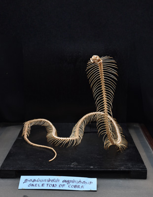COBRA AND ITS SKELETON