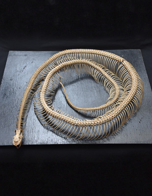 SKELETON OF THE PYTHON