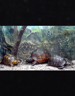 STARRED TORTOISE