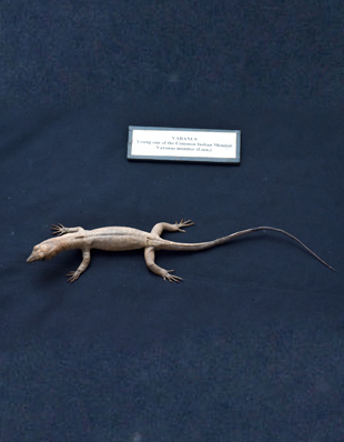VARANUS MONITOR