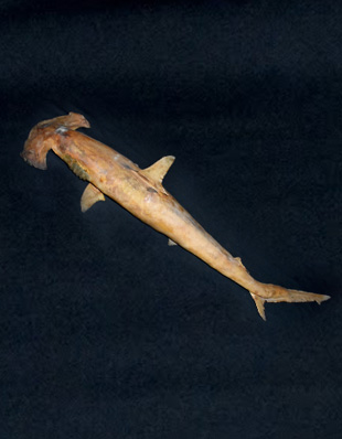 THE HAMMER-HEADED SHARK