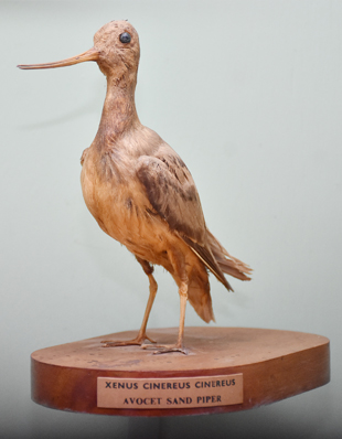 AVOCET