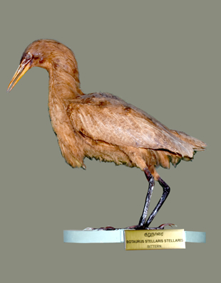 BITTERN