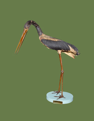BLACK-NECKED STORK