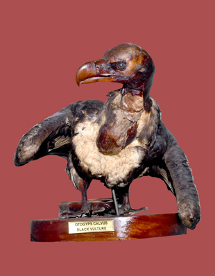 THE BLACK VULTURE