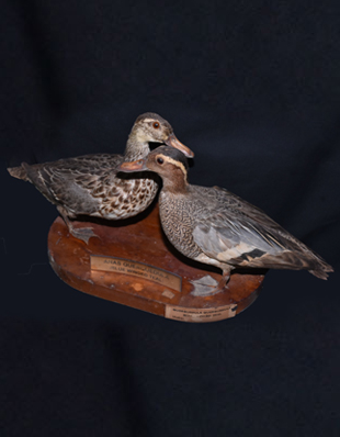 BLUE-WINGED TEAL AND PINTAIL