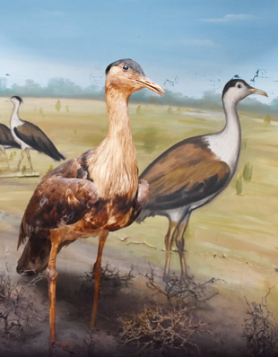 GREAT INDIAN BUSTARD