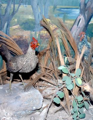 JUNGLE FOWL
