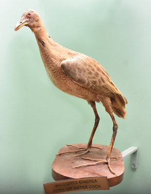 KORA OR WATER COCK
